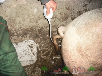 искусственое осеменение свиней